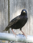 European Starling 5549